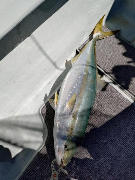 真夏のタイラバ