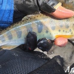 猛暑の中揖保川へ。