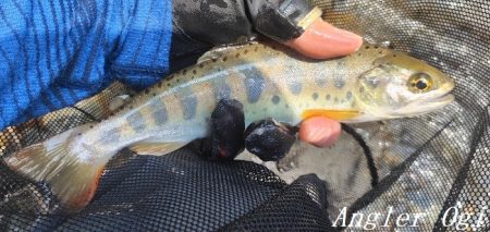 猛暑の中揖保川へ。