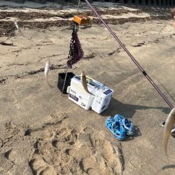 早朝のキス釣り行ってきました