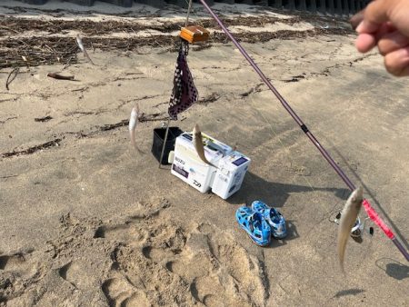 早朝のキス釣り行ってきました