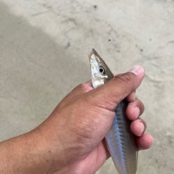 唐津のサーフで釣ってみました