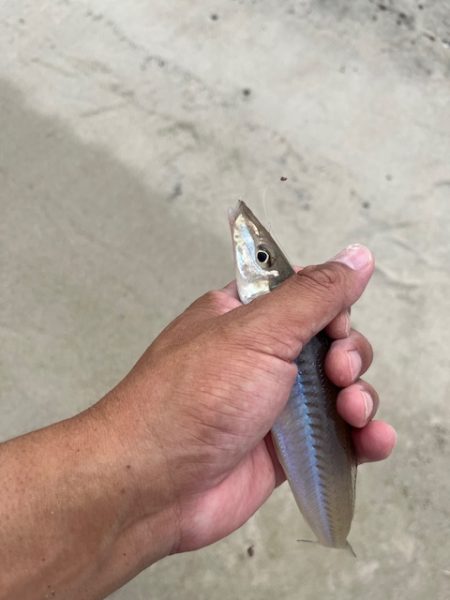 唐津のサーフで釣ってみました