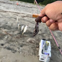 再度、唐津の浜に来てみました