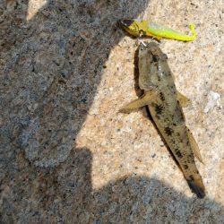 ベイトはたくさん。ボイルもある