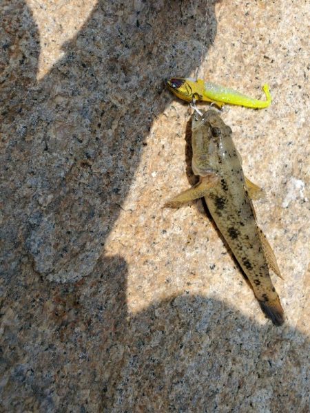 ベイトはたくさん。ボイルもある