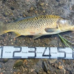 シーバス狙いでしたが