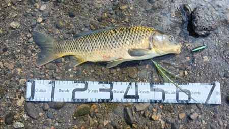 シーバス狙いでしたが