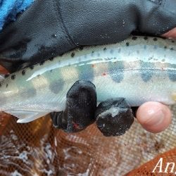 梅雨明け直後の引原川本流。