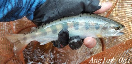 梅雨明け直後の引原川本流。