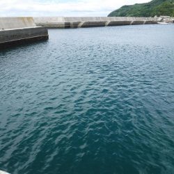 先週に続いてカツオが釣れました