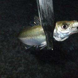 豆アジに癒されて