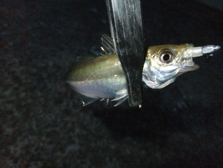 豆アジに癒されて