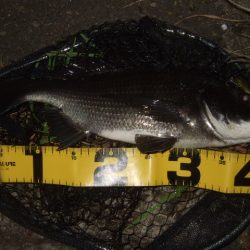 ハードルアーメインでチニング