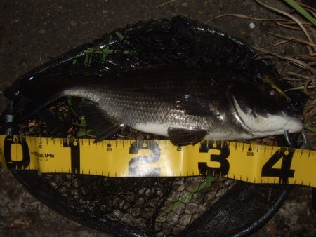 ハードルアーメインでチニング