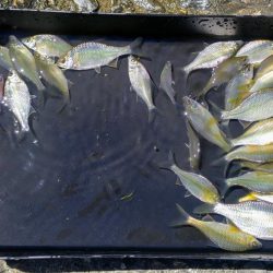 淀川のワンドでタナゴ釣り