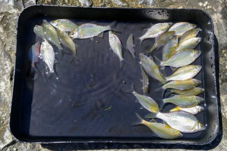 淀川のワンドでタナゴ釣り