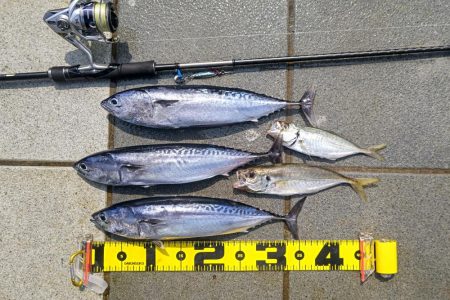 ソウダガツオ狙い