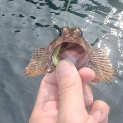 日本海春イカ終了、ロックフィッシュ開幕