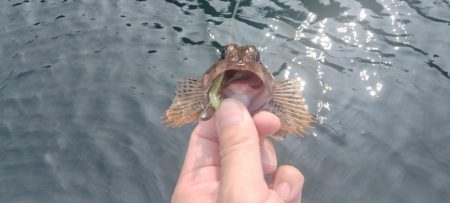 日本海春イカ終了、ロックフィッシュ開幕