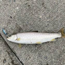 えりも岬で五目吊り！あの魚が釣れる！？