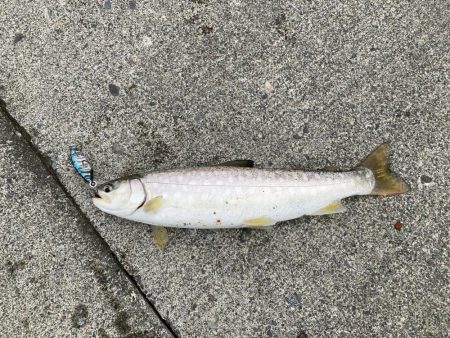 えりも岬で五目吊り！あの魚が釣れる！？