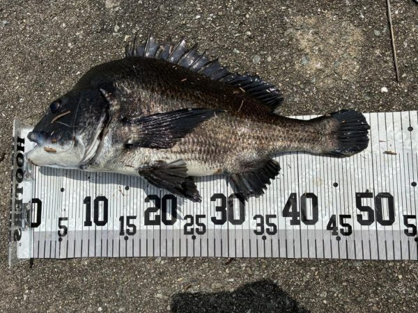 イチノ兄弟、釣果！