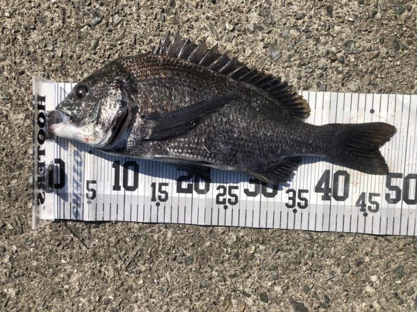 イチノ兄弟、釣果！