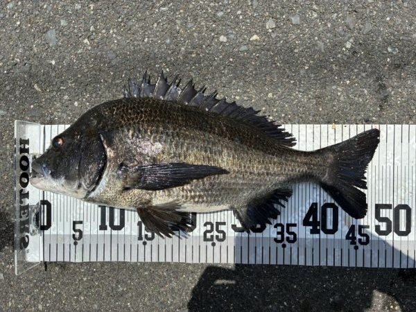 イチノ兄弟、釣果!