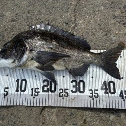 イチノ兄弟、６８匹！