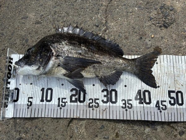 イチノ兄弟、６８匹！