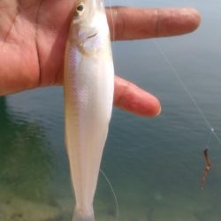 津名・志筑のキス調査