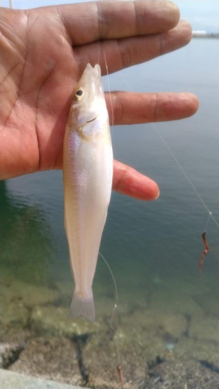 津名・志筑のキス調査