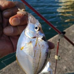 シーズン初の津居山釣行