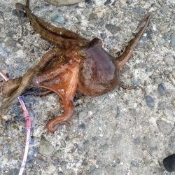 近場のキスが釣れません