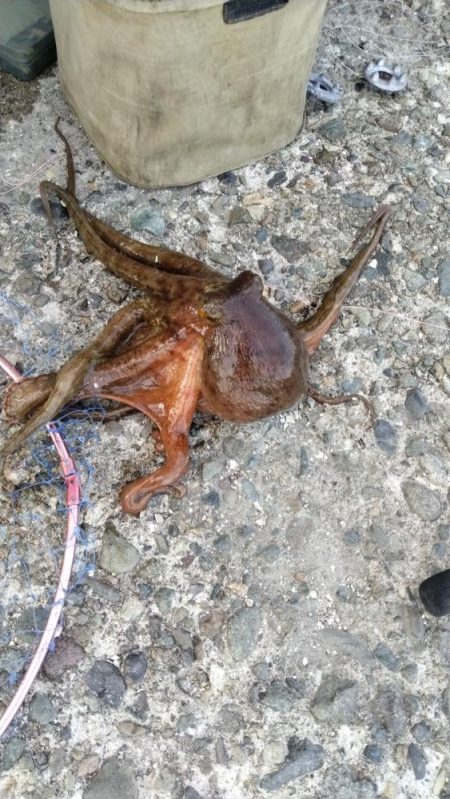 近場のキスが釣れません