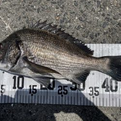 イチノ兄弟、７６匹！