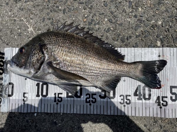 イチノ兄弟、７６匹！