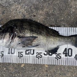 イチノ兄弟、６０匹！