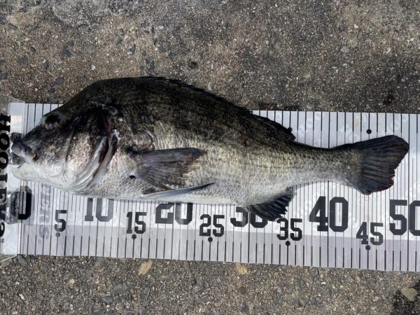 イチノ兄弟、６０匹！