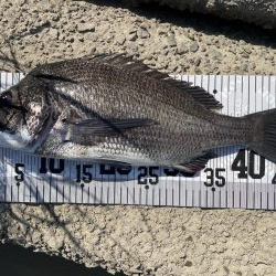 イチノ兄弟、63匹!