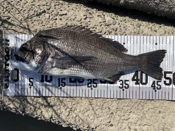 イチノ兄弟、63匹!