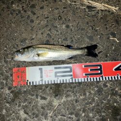 ナイトアジング