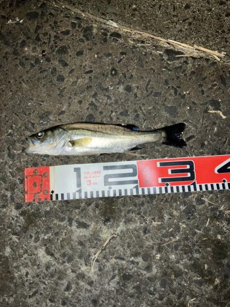 ナイトアジング