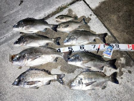 夏チヌ爆釣！！