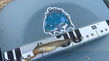 まだ小さいけどハゼがいる事を確認！キスはまだかな～