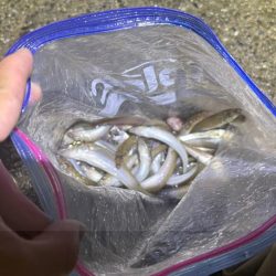 キス好調！サイズは小さい