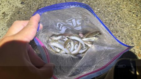 キス好調！サイズは小さい