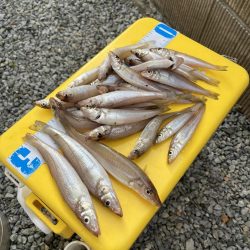 今年初キス釣り