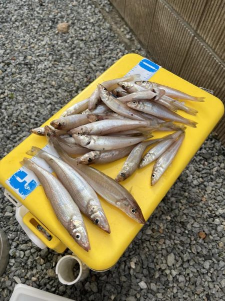 今年初キス釣り